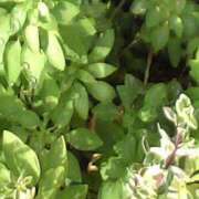 ヒメ日記 2025/09/07 16:27 投稿 フルＯＰ無料　みこと様 こまっちゃうな奈良 Komacchauna nara