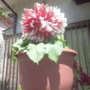 ヒメ日記 2025/09/14 18:13 投稿 フルＯＰ無料　みこと様 こまっちゃうな奈良 Komacchauna nara