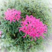 ヒメ日記 2025/09/17 17:02 投稿 フルＯＰ無料　みこと様 こまっちゃうな奈良 Komacchauna nara