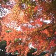 ヒメ日記 2025/10/11 17:51 投稿 フルＯＰ無料　みこと様 こまっちゃうな奈良 Komacchauna nara