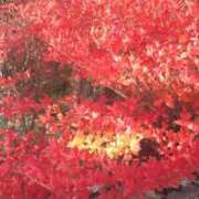 ヒメ日記 2025/10/13 17:49 投稿 フルＯＰ無料　みこと様 こまっちゃうな奈良 Komacchauna nara