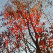 ヒメ日記 2025/10/15 16:53 投稿 フルＯＰ無料　みこと様 こまっちゃうな奈良 Komacchauna nara