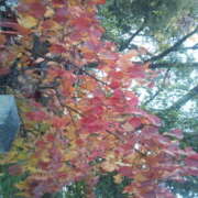 ヒメ日記 2025/10/28 17:47 投稿 フルＯＰ無料　みこと様 こまっちゃうな奈良 Komacchauna nara