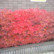 ヒメ日記 2025/11/01 17:41 投稿 フルＯＰ無料　みこと様 こまっちゃうな奈良 Komacchauna nara