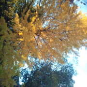 ヒメ日記 2025/11/04 18:53 投稿 フルＯＰ無料　みこと様 こまっちゃうな奈良 Komacchauna nara