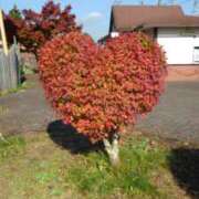 ヒメ日記 2025/11/07 17:42 投稿 フルＯＰ無料　みこと様 こまっちゃうな奈良 Komacchauna nara