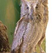 ヒメ日記 2025/11/26 16:52 投稿 フルＯＰ無料　みこと様 こまっちゃうな奈良 Komacchauna nara