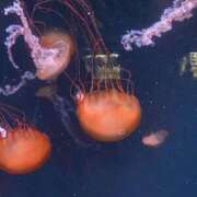 ヒメ日記 2025/04/03 07:04 投稿 キレカワ人妻　みほ様 こまっちゃうな奈良 Komacchauna nara