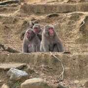 ヒメ日記 2025/04/06 08:10 投稿 キレカワ人妻　みほ様 こまっちゃうな奈良 Komacchauna nara