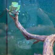 ヒメ日記 2025/06/09 08:14 投稿 キレカワ人妻　みほ様 こまっちゃうな奈良 Komacchauna nara