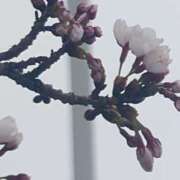 ヒメ日記 2025/04/13 11:12 投稿 さぁや 奥様メモリアル