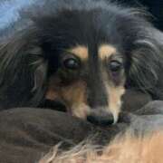 ヒメ日記 2024/12/22 15:12 投稿 エレナ ヴィーナス(金津園)