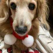 ヒメ日記 2024/12/24 23:42 投稿 エレナ ヴィーナス(金津園)