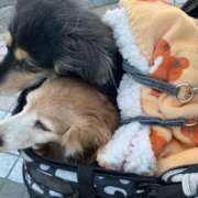 ヒメ日記 2024/12/27 23:12 投稿 エレナ ヴィーナス(金津園)