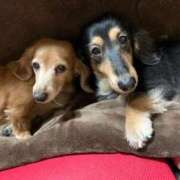 ヒメ日記 2025/01/22 01:57 投稿 エレナ ヴィーナス(金津園)