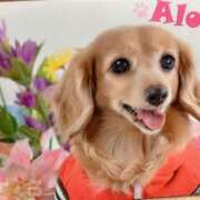 ヒメ日記 2025/02/13 14:27 投稿 エレナ ヴィーナス(金津園)