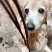 ヒメ日記 2025/03/20 11:57 投稿 エレナ ヴィーナス(金津園)