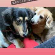 ヒメ日記 2025/10/25 02:48 投稿 エレナ ヴィーナス(金津園)