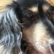 ヒメ日記 2026/02/15 10:33 投稿 エレナ ヴィーナス(金津園)