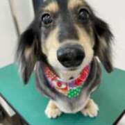 エレナ 大丈夫♪ ヴィーナス(金津園)