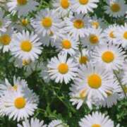 ヒメ日記 2025/03/23 12:19 投稿 れん 完熟ばなな 谷九店