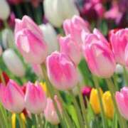 ヒメ日記 2025/04/16 09:59 投稿 れん 完熟ばなな 谷九店