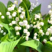 ヒメ日記 2025/06/01 12:13 投稿 れん 完熟ばなな 谷九店