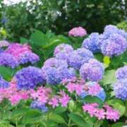 ヒメ日記 2025/07/02 09:49 投稿 れん 完熟ばなな 谷九店