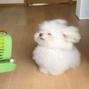 ヒメ日記 2025/04/15 10:39 投稿 ちずる FAIRY Fukuoka Nakasu