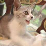 ヒメ日記 2026/02/04 17:34 投稿 ちずる FAIRY Fukuoka Nakasu