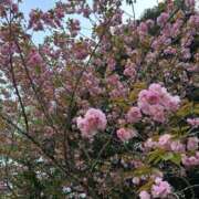 ヒメ日記 2025/04/21 19:14 投稿 蜜莉 東京人妻フォーシーズンズ