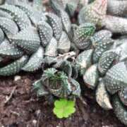 ヒメ日記 2026/02/24 12:24 投稿 蜜莉 東京人妻フォーシーズンズ