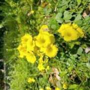 滝藤　葉月 本日も モデルコレクション 五反田店