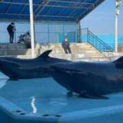 ヒメ日記 2025/04/14 03:22 投稿 若槻 倶楽部 月兎