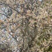 ヒメ日記 2025/03/03 12:12 投稿 最上みくる 禁断のメンズエステR-18堺・南大阪店