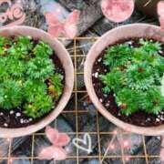 ヒメ日記 2025/01/13 13:06 投稿 琴美（ことみ） 激やみ！痴女伝説　鶯谷店