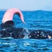 ヒメ日記 2024/12/18 18:16 投稿 のあ ぽちゃらん神栖店