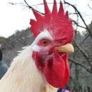 ヒメ日記 2024/12/19 12:17 投稿 のあ ぽちゃらん神栖店