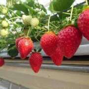 ヒメ日記 2025/03/30 09:36 投稿 のあ ぽちゃらん神栖店