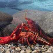 ヒメ日記 2025/04/20 17:06 投稿 のあ ぽちゃらん神栖店