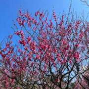 こまち 気持ちー 出会い系人妻ネットワーク 春日部〜岩槻編