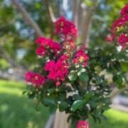 ヒメ日記 2025/07/22 22:49 投稿 なお バッキンガム