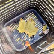 ヒメ日記 2025/11/19 08:11 投稿 なお バッキンガム