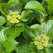 ヒメ日記 2025/05/15 22:09 投稿 こころ バッキンガム