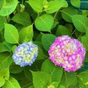 ヒメ日記 2025/05/22 20:56 投稿 こころ バッキンガム