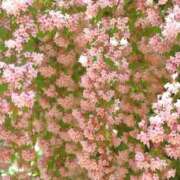 ヒメ日記 2025/05/29 05:22 投稿 こころ バッキンガム