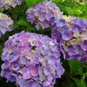 ヒメ日記 2025/06/12 05:25 投稿 こころ バッキンガム