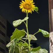 ヒメ日記 2025/08/27 19:27 投稿 こころ バッキンガム