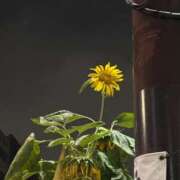 こころ こんばんは バッキンガム