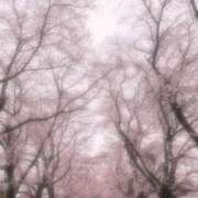 ヒメ日記 2025/04/12 11:10 投稿 志乃 バッキンガム